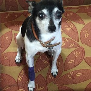 Meet your Posher, Delores